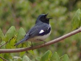 Der große Vogellauschangriff