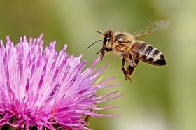 Bienen auf Koks