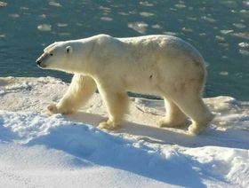 Hunger am kalten Polar