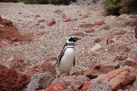 Pendelnde Pinguine