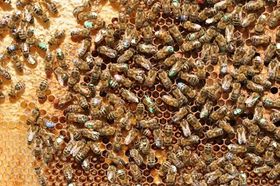 Jungbrunnen für Bienen: Jobwechsel