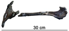Südländische Dinos