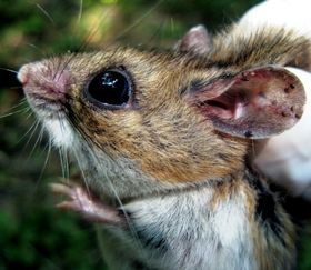 Weniger Tierarten - mehr Krankheitserreger