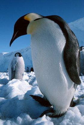 Pinguine in Hülle und Fülle