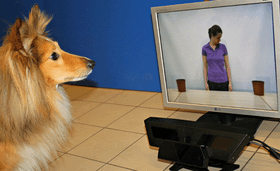 Wie ein Hund einen Ball definiert