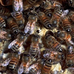 Video der Woche: Was Bienen im Winter so treiben