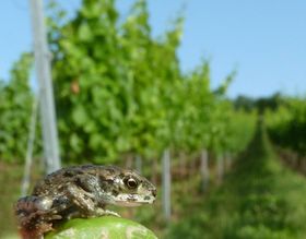 Pestizide als Froschkiller
