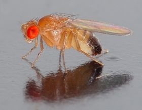 Riechen mit Transistor-Fühlern