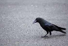 Auch Vögel richten sich nach dem Tempolimit