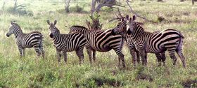 Satelliten-Daten sagen Zebra-Wanderungen voraus