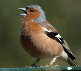 Komische Finkenlieder auf den Kanaren