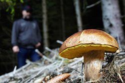 In die Pilze