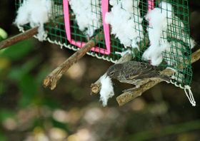 Vergiftete Watte rettet Darwinfinken