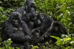 Nationalpark vorerst sicher: Keine Ölbohrungen im Virunga