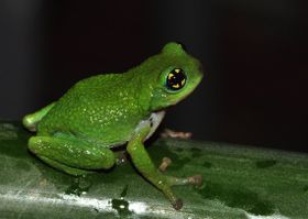 Aus dem Ei gepellter Frosch