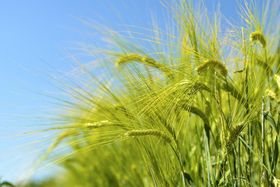 Der Bio-Anbau bringt's