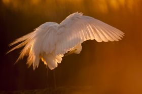 Magische Momente der Natur