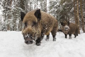 Strahlendes Schwein