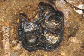 Urahn der Flusspferde entdeckt