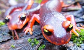 Nordamerikas Salamandern droht der Pilz-Tod