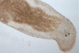 Plattwurm schießt sich Spermien in den Kopf