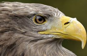 Seeadler-Familie vergiftet