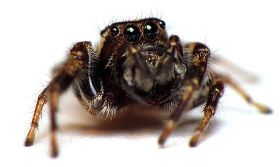 Charakterwandel durch Insektengift