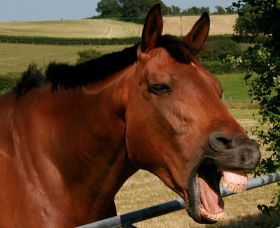 Die Mimik von Mensch und Pferd ähnelt sich