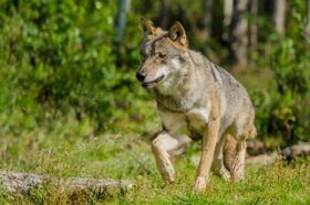 Der Wolf, das (un)bekannte Wesen