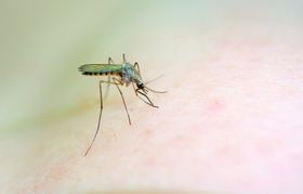 Nobelpreis-Medikament wird zur Malaria-Waffe