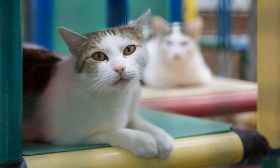 Woran hapert's im Katzen-Heim?