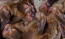 Fledermäuse schreien gegen Lärm an