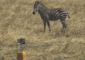 Zebrastreifen: Von wegen Tarnung
