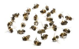 Bienen sammeln fatale Giftcocktails an