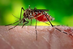 Neuer Impfstoff gegen Dengue