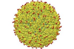 Zika-Virus: Struktur entschlüsselt