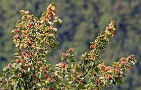 Im Herbst gibt es eine Bucheckern-Schwemme