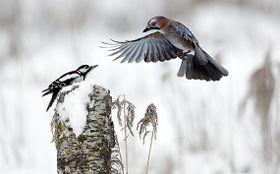 Glanzlichter der Naturfotografie 2016