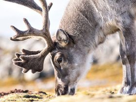 Klimawandel lässt Rentiere schrumpfen