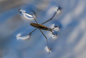 Wasserläufer sind echte Sprungkünstler