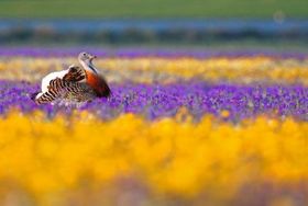 Bunte Schätze der Natur