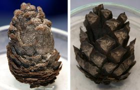 Zapfen: Langlebiges Patent der Natur