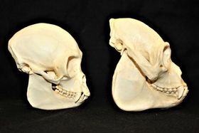 Fruchtiger Effekt bei der Hirn-Evolution?