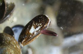 Grüne Chemie aus dem Muschelfuß