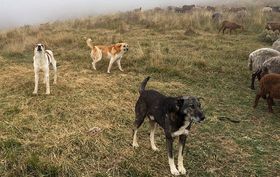 Hunde sollen vor persischen Leoparden schützen