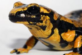Tödlicher Pilz bedroht Salamander