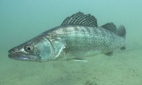 Der neue "Star" der Aquakultur