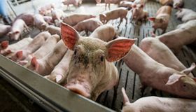 Ist die Schweinemast illegal?