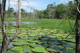 Eingedämmter Amazonas