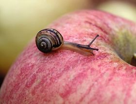 Schnecke in Miniatur